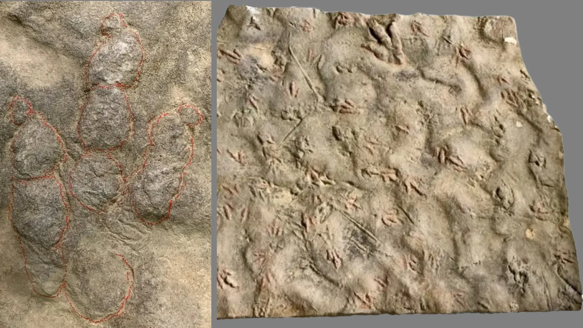 Pensaban que eran huellas de pollos, pero lo que había en el tope de su puerta es un verdadero tesoro