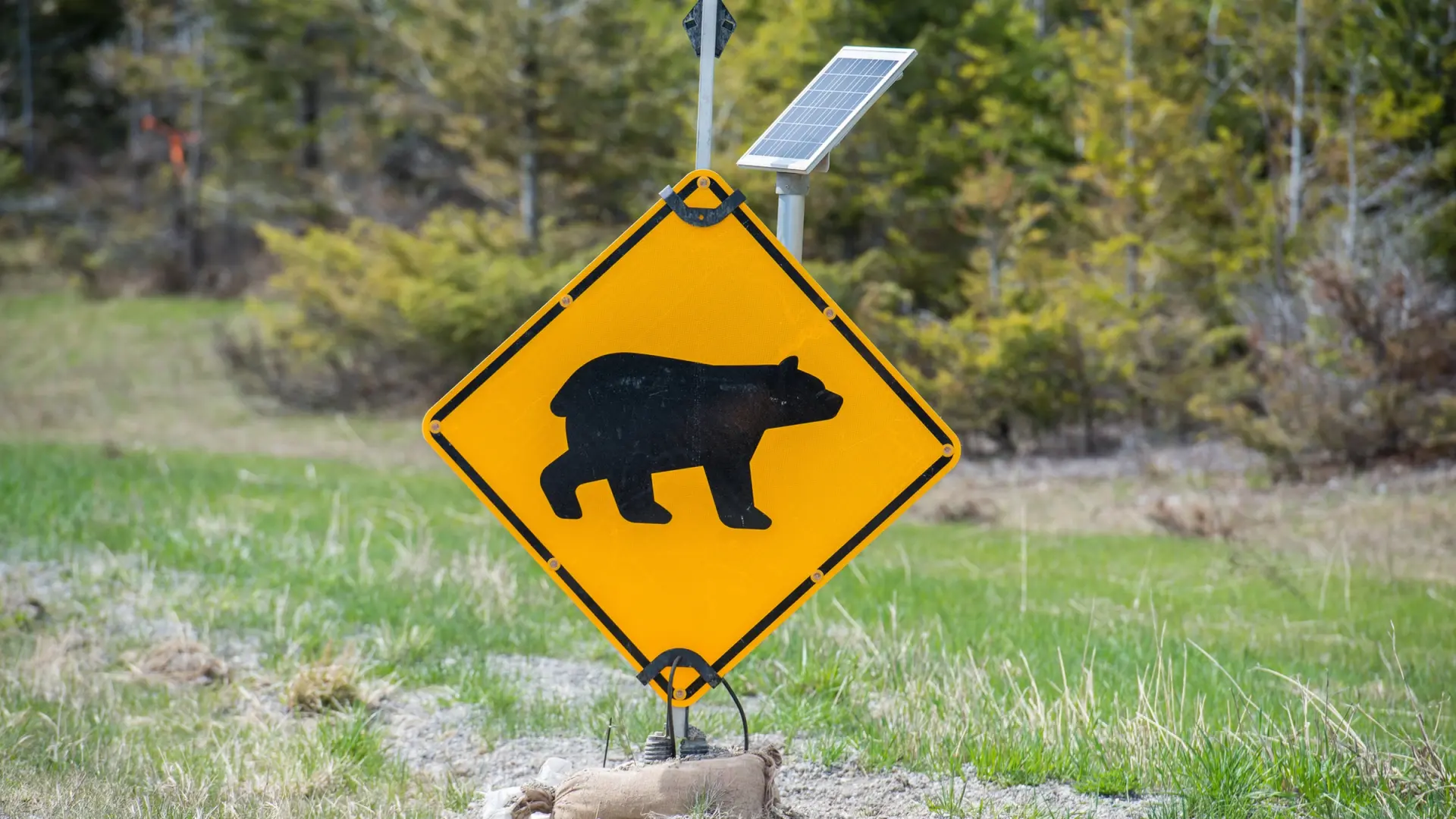 Japón reduce los ataques de osos con drones equipados con inteligencia artificial