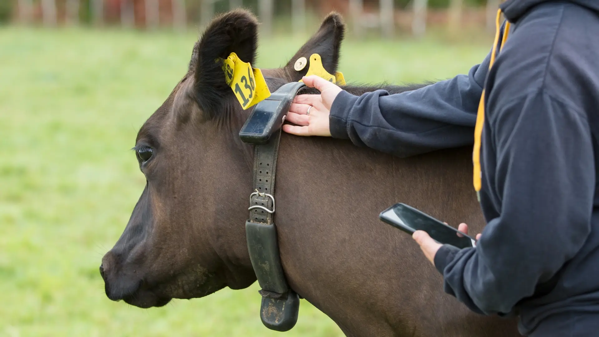 Un millón de vacas llevan un collar solar inteligente en Nueva Zelanda y Estados Unidos, ¿para qué sirve?